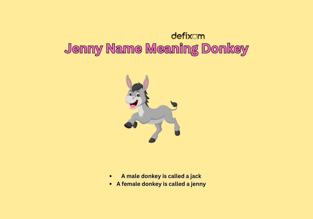 jenny name meaning donkey
