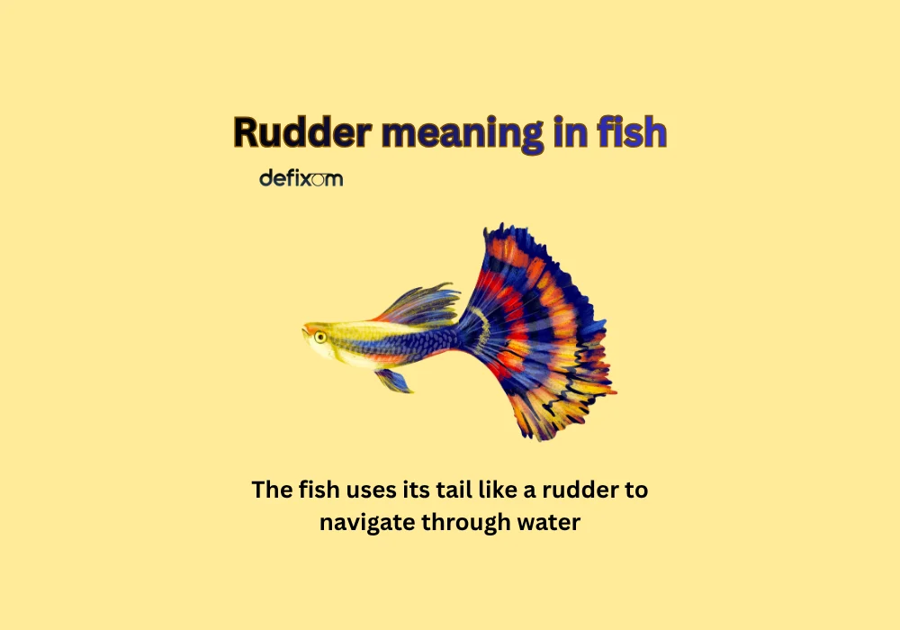 rudder meaning in fish