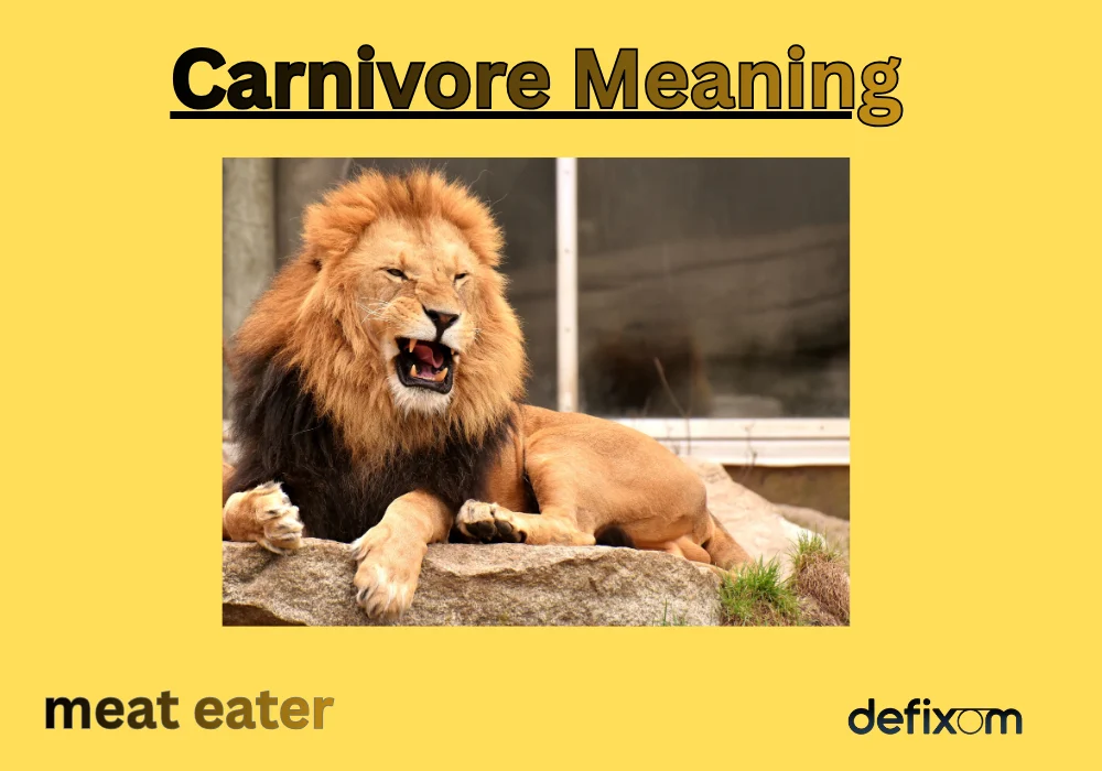 Carnivore Meaning