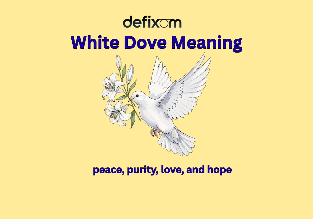 white dove meaning